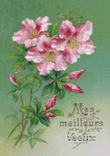 Fleurs d&eacute;licates pour une douce ann&eacute;e 2026